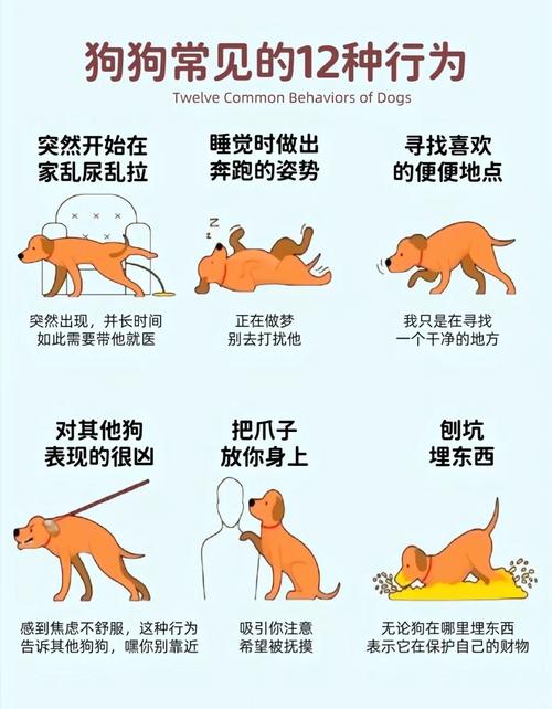 短剧的宠物视角：如何用动物讲述人性故事