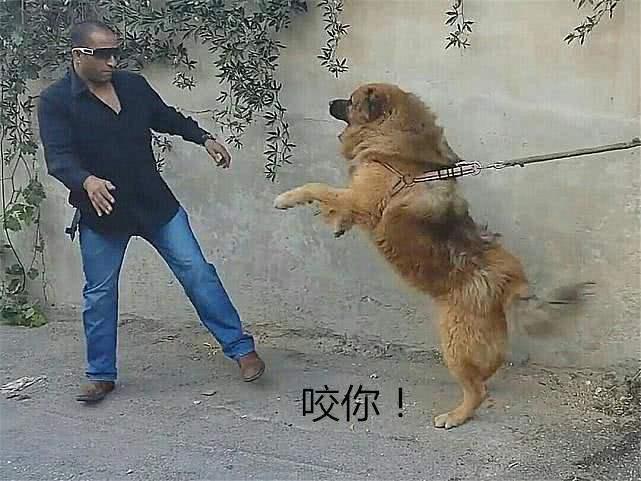 搬进新公寓，邻居家的狗见我就狂吠不止